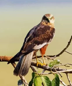 Marsh Harrier Bird Diamond Painting