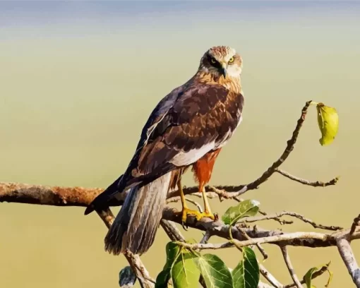 Marsh Harrier Bird Diamond Painting