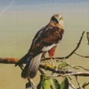 Marsh Harrier Bird Diamond Painting