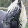 Black Horse With Blond Hair Diamond Painting