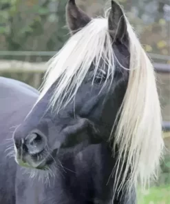 Black Horse With Blond Hair Diamond Painting