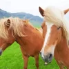 Horses With Blond Hair Diamond Painting