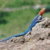 Orange Agama Diamond Painting