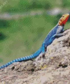 Orange Agama Diamond Painting