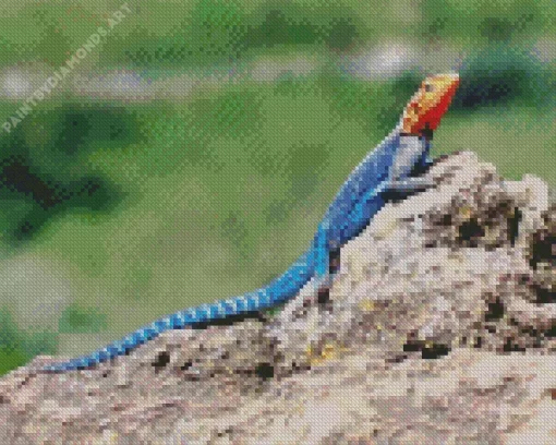 Orange Agama Diamond Painting