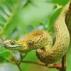 African Bush Viper Diamond Painting