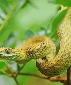 African Bush Viper Diamond Painting