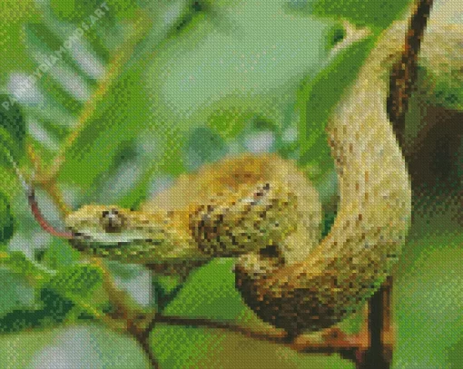 African Bush Viper Diamond Painting