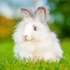 Angora Rabbit Diamond Painting