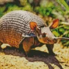 Armadillo Animal Diamond Painting