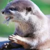 Asian Small Clawed Otter Diamond Painting