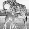 Baby and Mom Giraffe Diamond Painting