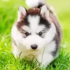 Baby Husky Diamond Painting