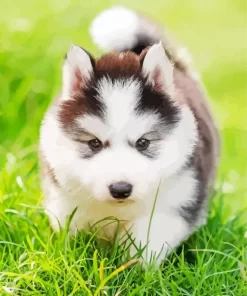 Baby Husky Diamond Painting