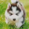 Baby Husky Diamond Painting