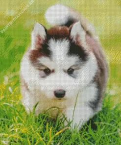 Baby Husky Diamond Painting