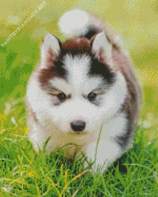 Baby Husky Diamond Painting