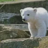 Baby Knut Polar Bear Diamond Painting