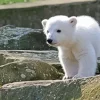 Baby Knut Polar Bear Diamond Painting