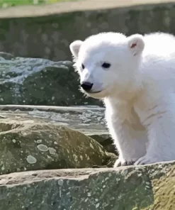 Baby Knut Polar Bear Diamond Painting