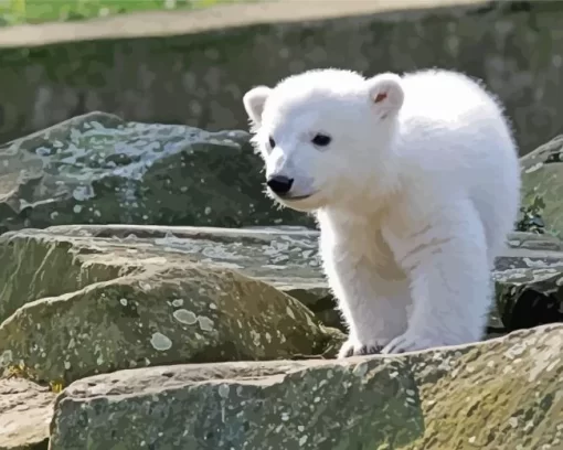 Baby Knut Polar Bear Diamond Painting