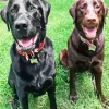 Black Vs Chocolate Lab Dogs Diamond Painting