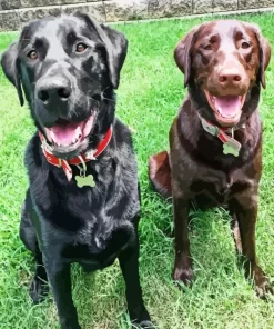 Black Vs Chocolate Lab Dogs Diamond Painting