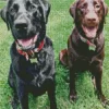 Black Vs Chocolate Lab Dogs Diamond Painting