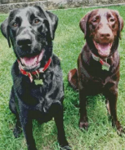 Black Vs Chocolate Lab Dogs Diamond Painting