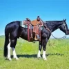 Black Western Horse Diamond Painting