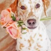 Blond Dalmatian And Roses Diamond Painting