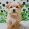 Blond Morkie Puppy Diamond Painting