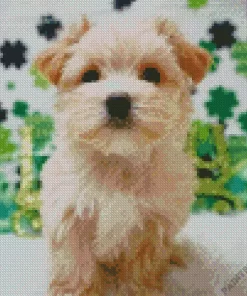 Blond Morkie Puppy Diamond Painting