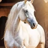 Blonde Arabian Horse Diamond Painting