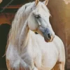 Blonde Arabian Horse Diamond Painting