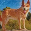 Blonde Australian Cattle Dog Diamond Painting