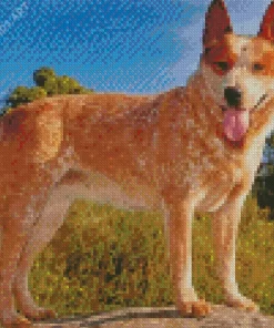 Blonde Australian Cattle Dog Diamond Painting