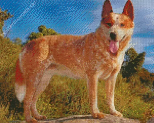 Blonde Australian Cattle Dog Diamond Painting