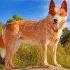 Blonde Australian Cattle Dog Diamond Painting