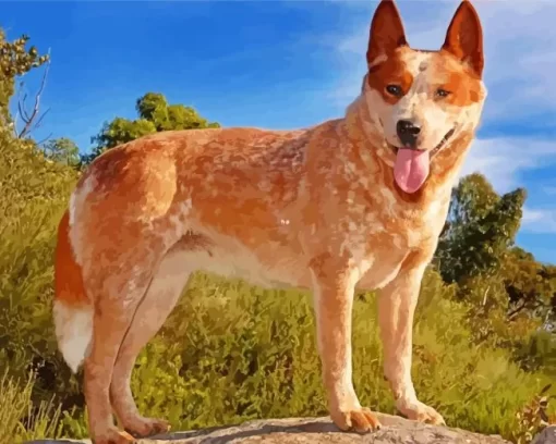 Blonde Australian Cattle Dog Diamond Painting