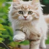 Blonde Kitten Diamond Painting