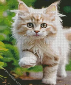 Blonde Kitten Diamond Painting