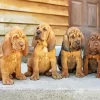 Bloodhound Puppies Diamond Painting