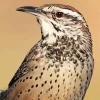 Cactus Wren Diamond Painting