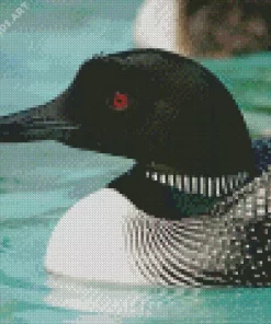 Common Loon Diamond Painting