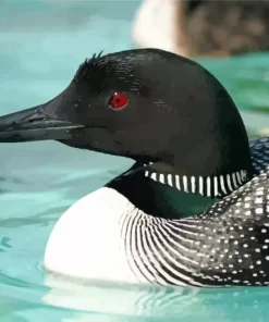 Common Loon Diamond Painting