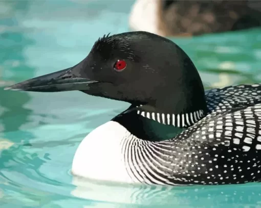 Common Loon Diamond Painting