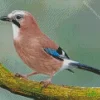 Eurasian Jay Bird Diamond Painting