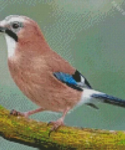 Eurasian Jay Bird Diamond Painting