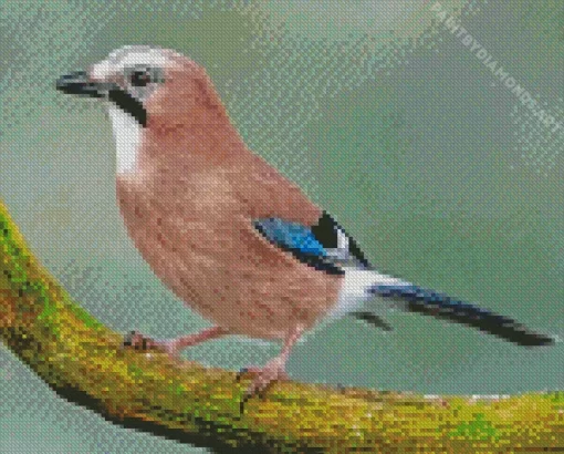 Eurasian Jay Bird Diamond Painting